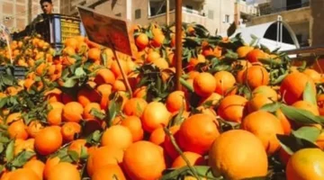 أسعار الفاكهة في أسواق الأقصر: ارتفاع البرتقال إلى 40 جنيهًا والجوافة إلى 35 جنيهًا
